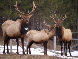 bull elk