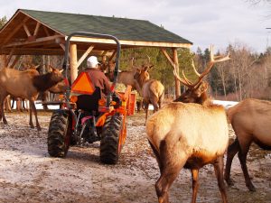 Joe feeds elk 