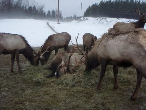 feeding at Hartsmere 