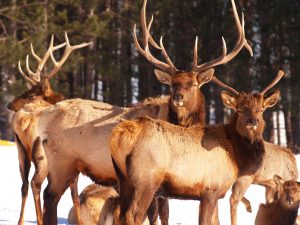 Hartsmere elk 