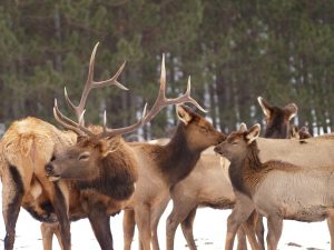 mixed elk herd