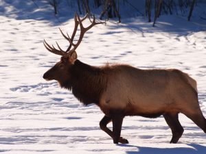 bull elk