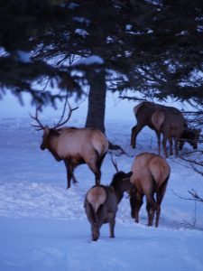 elk browsing