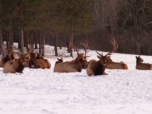 elk bulls 