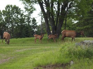  Elk Lady Trip June