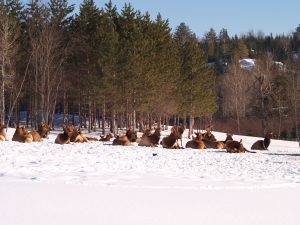 101 Elk Herd