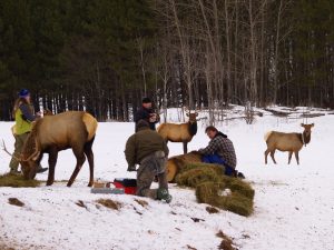 coller Gps Elk Feb.20, 2007 