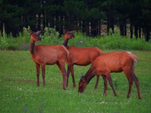 young Elk