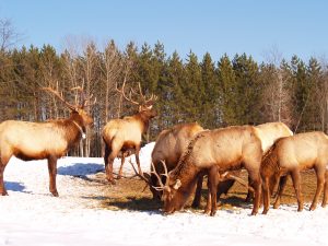 elk feeding