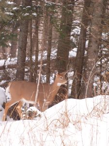 Hartsmere deer