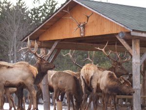 feeding elk