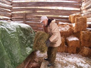 stored hay