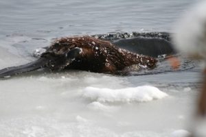  Dinier's Wife's Beaver