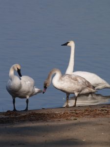 Swans