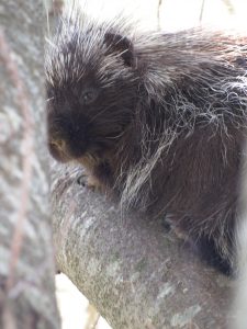  Porcupine