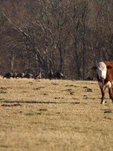 turkey and cow 