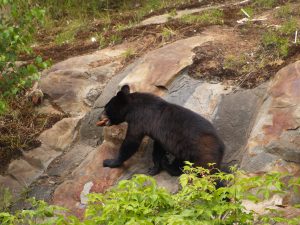 Feed Bear 