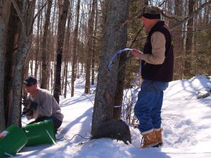 Drilling For Sap March 15 08 At Jim's 008