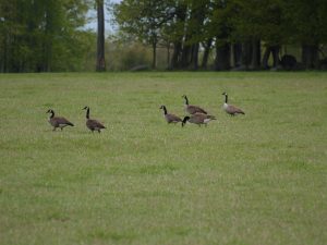  Ridge Deer Geese 