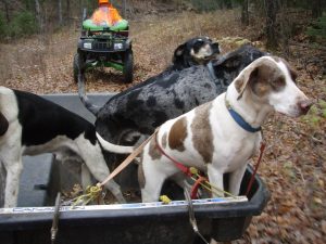 dog Transport In Deer Camp 2007 001