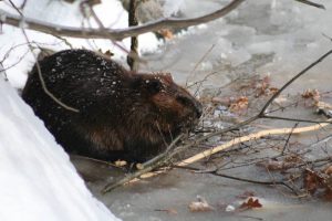  Beaver