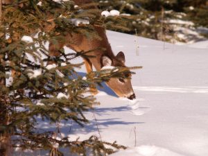 Deer Sniffing