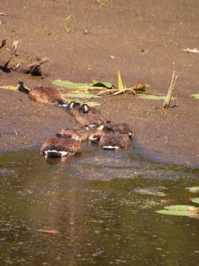 Geese In Mud