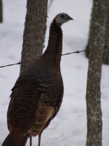 wild turkey