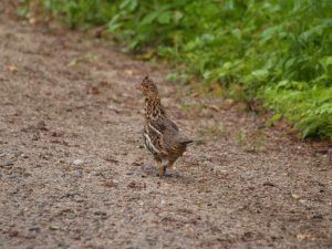 partridge