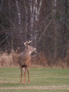 buck deer