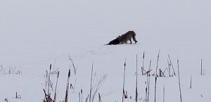 coyote beaver