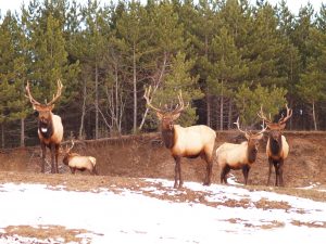 elk