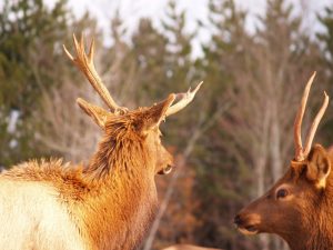  Elk 