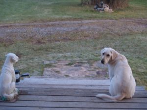 yellow lab