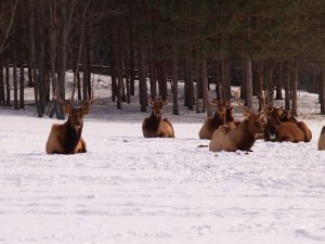 elk 