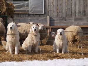 Pyrness guard dogs