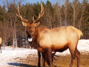 Hartsmere bull