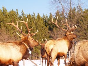 bull elk