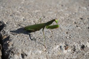 predator mantis