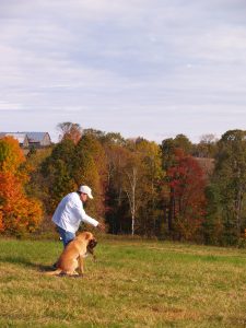 Golden retriever