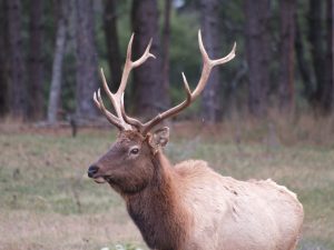 Ginn lake elk