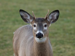 male deer