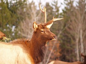  Unicorn elk 