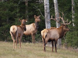  Elk 