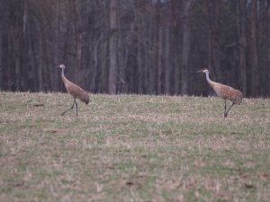 Sandhill cranes