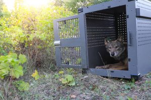 19. Isle Royale Wolf