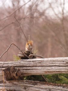 22. Red Squirrel P3214100