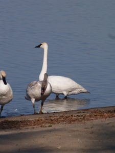 37. Trumpeter Swans 2013