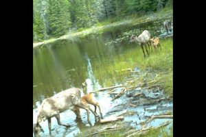 Caribou Calves Cropped.jpg;w=960;h=640;bgcolor=000000