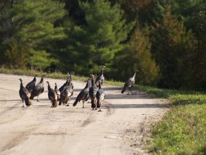  Fall Turkey On Road 